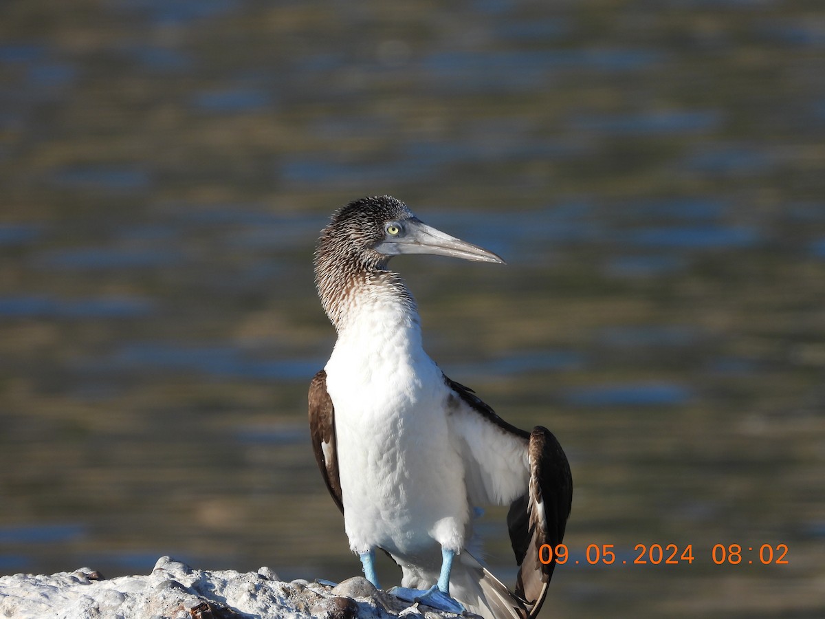 Blue-footed Booby - ML622418743