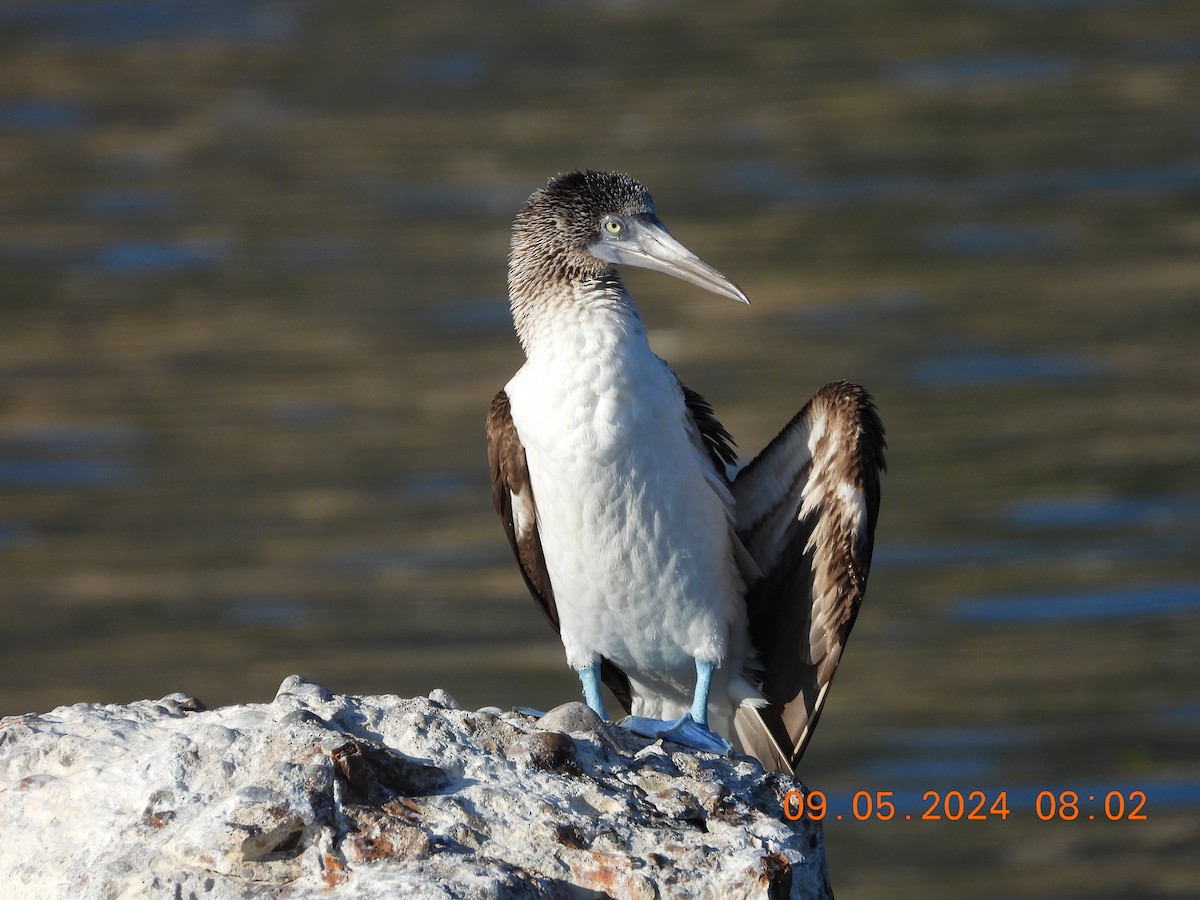 Blue-footed Booby - ML622418745