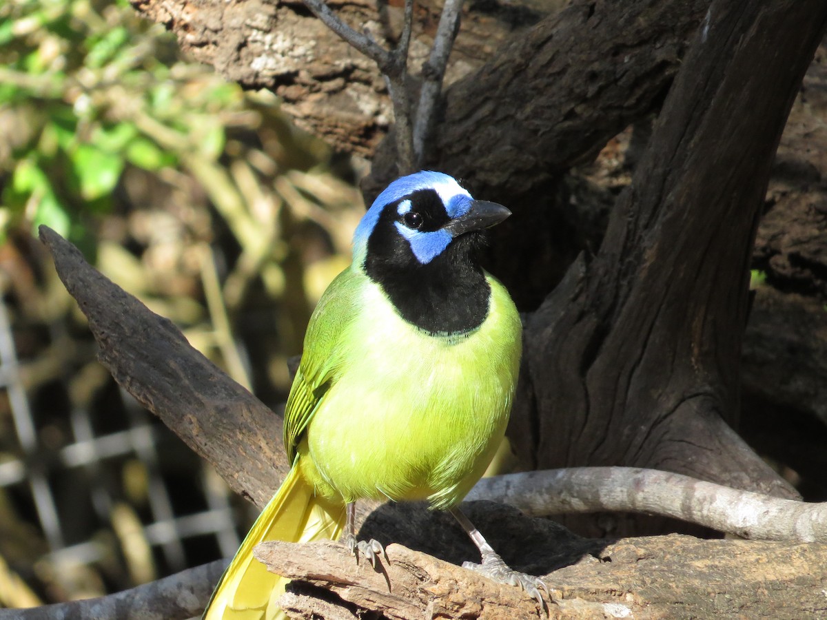 Green Jay - ML622418759