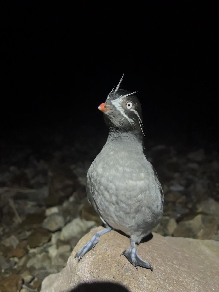 Whiskered Auklet - ML622418796