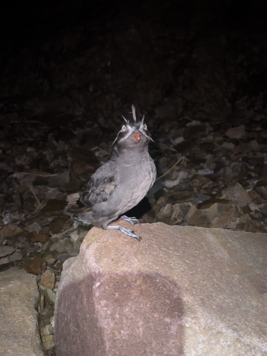 Whiskered Auklet - ML622418797