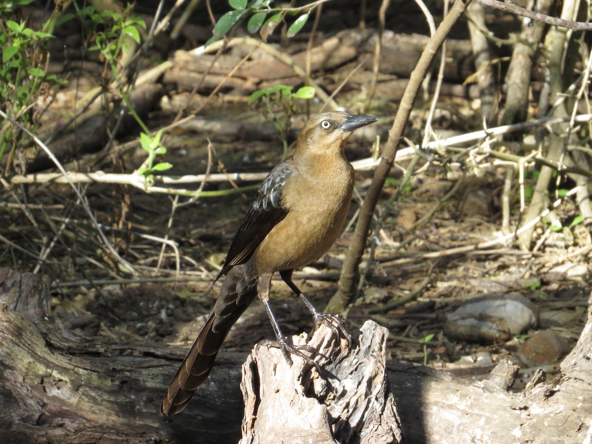 Great-tailed Grackle - ML622418868