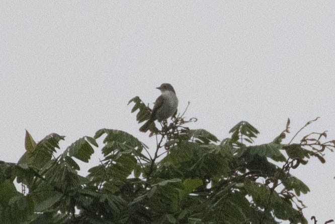 Mistletoe Tyrannulet - ML622418885