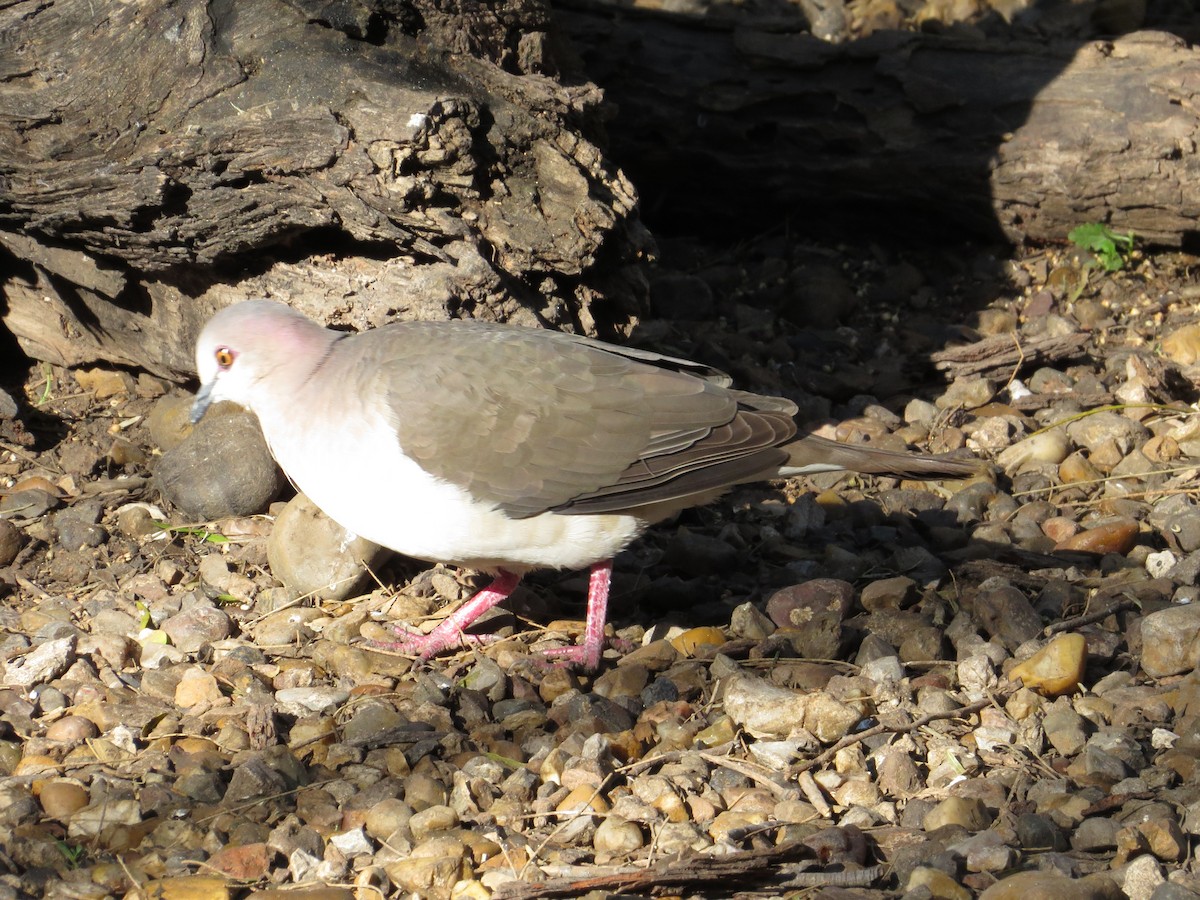 White-tipped Dove - ML622418900