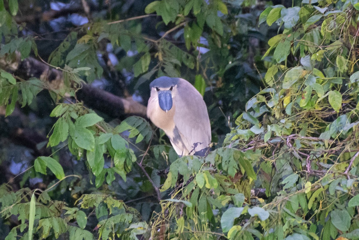 Boat-billed Heron - ML622418910