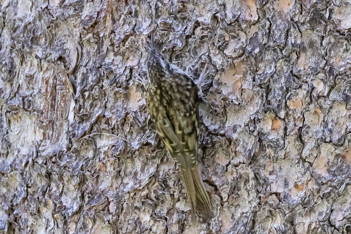 Brown Creeper - ML622418911