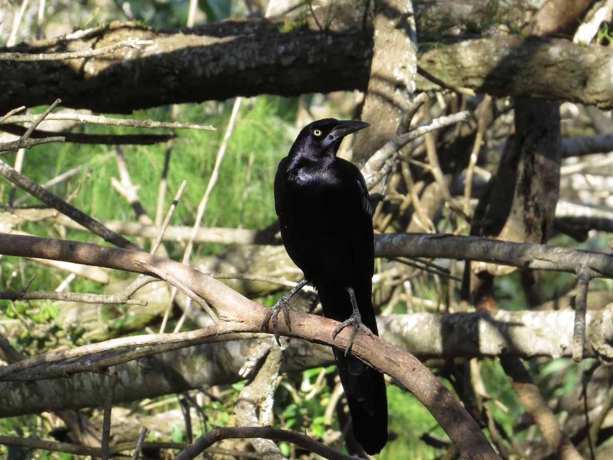 Great-tailed Grackle - ML622418914