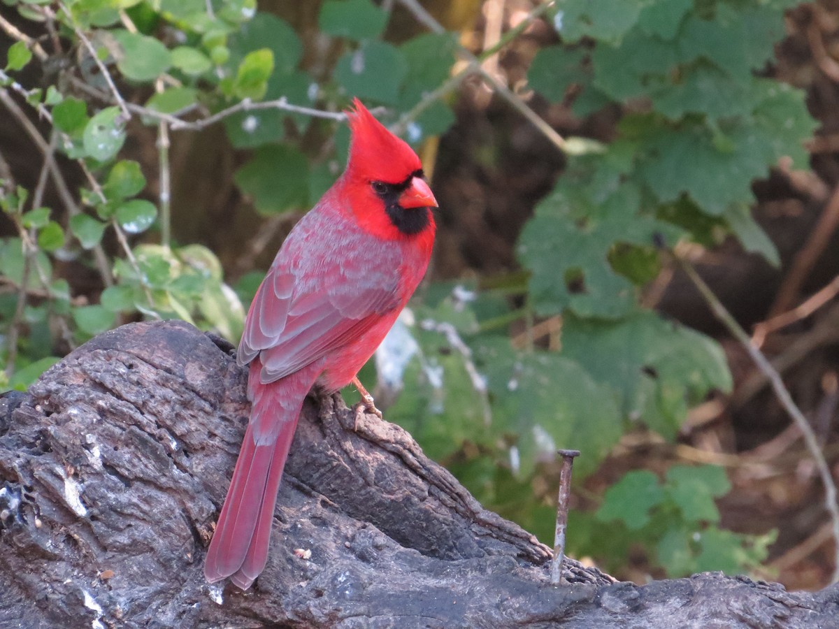 Northern Cardinal - Joyce Brady