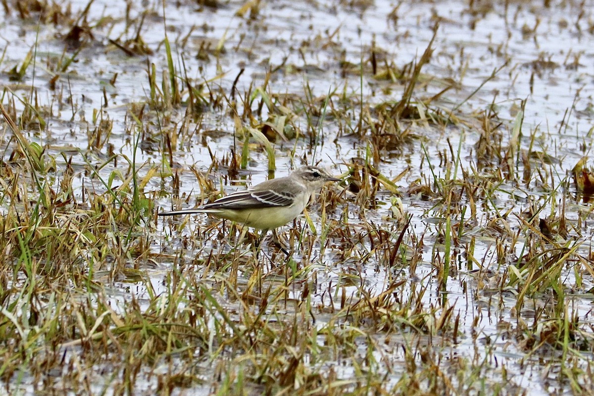 Western Yellow Wagtail - ML622418948