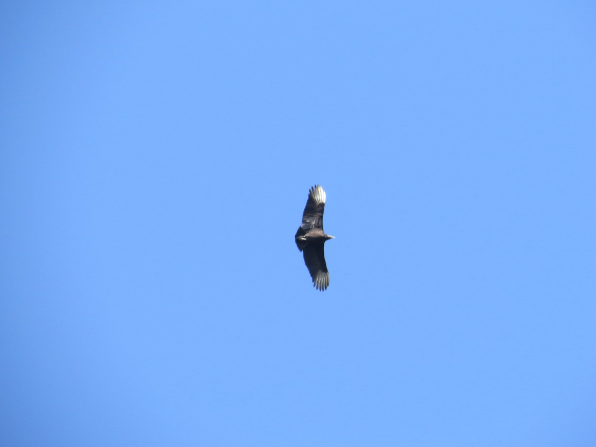 Black Vulture - ML622418996