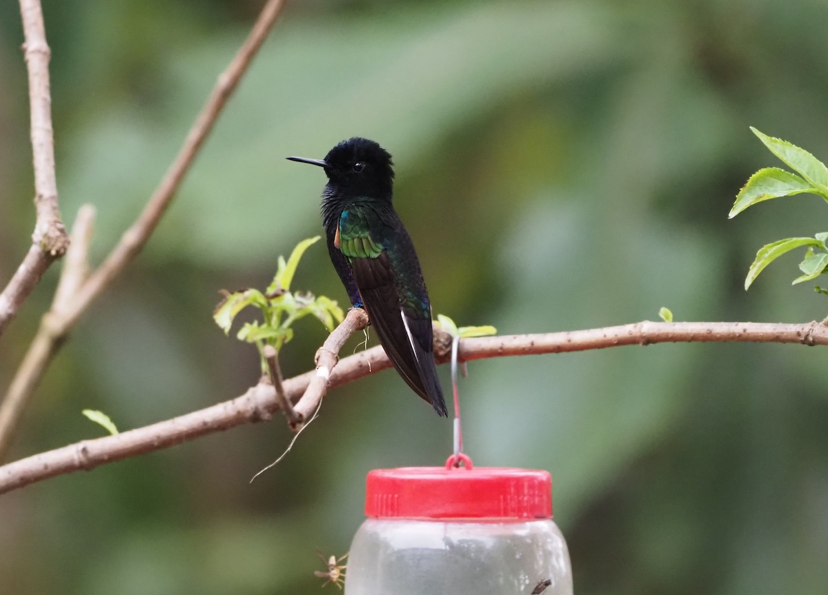 Velvet-purple Coronet - ML622419001
