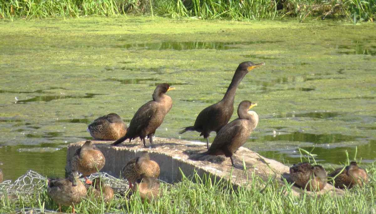 Double-crested Cormorant - ML622419017