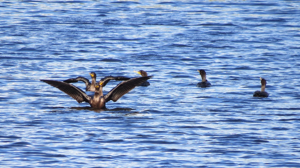 Double-crested Cormorant - Terry Hastings