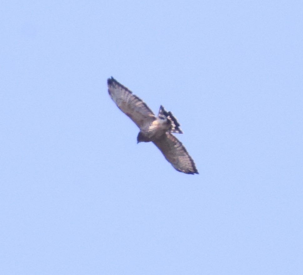 Broad-winged Hawk - ML622419046