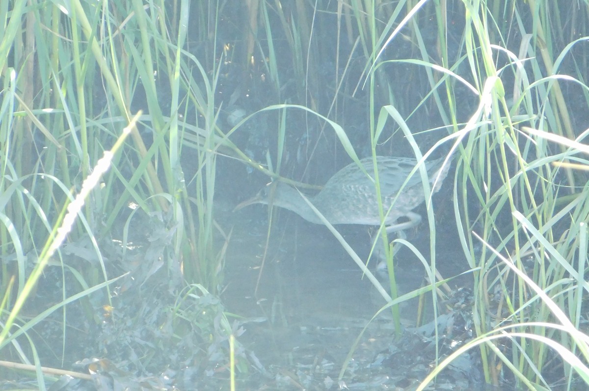 Clapper Rail - ML622419063