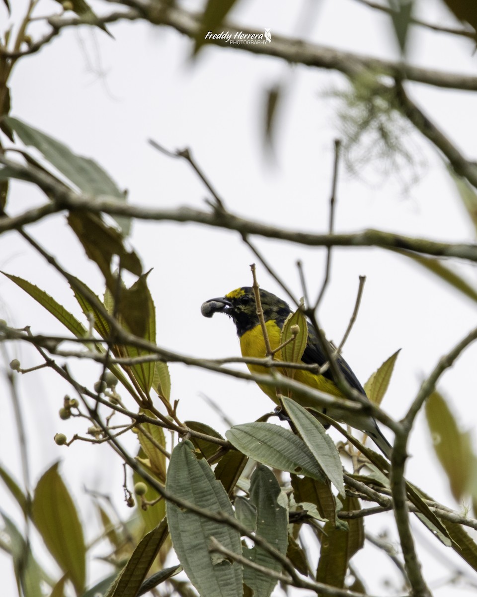 White-vented Euphonia - ML622419077