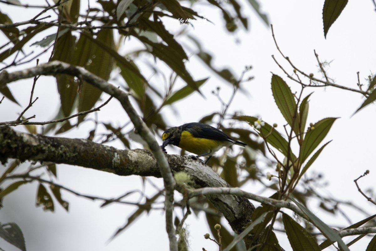 White-vented Euphonia - Freddy Herrera