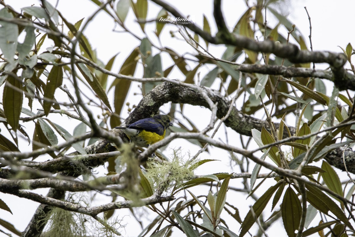 White-vented Euphonia - ML622419079