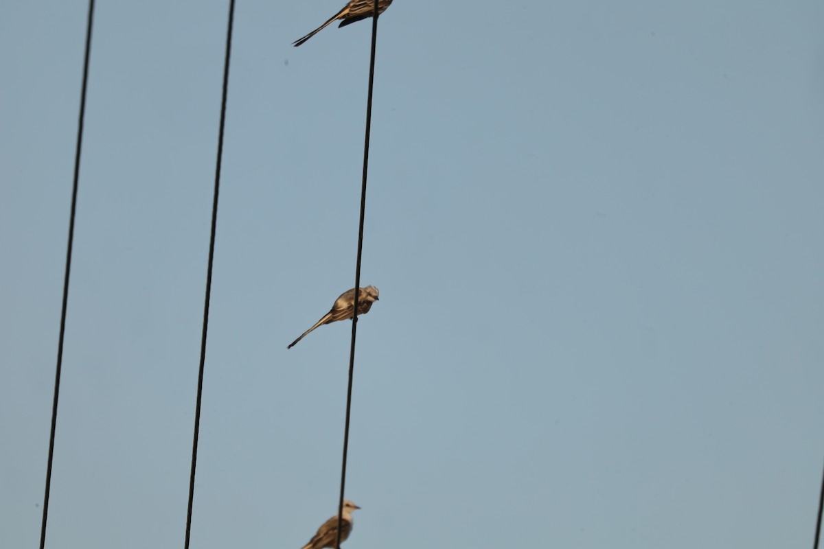 Scissor-tailed Flycatcher - Marilyn Guidry