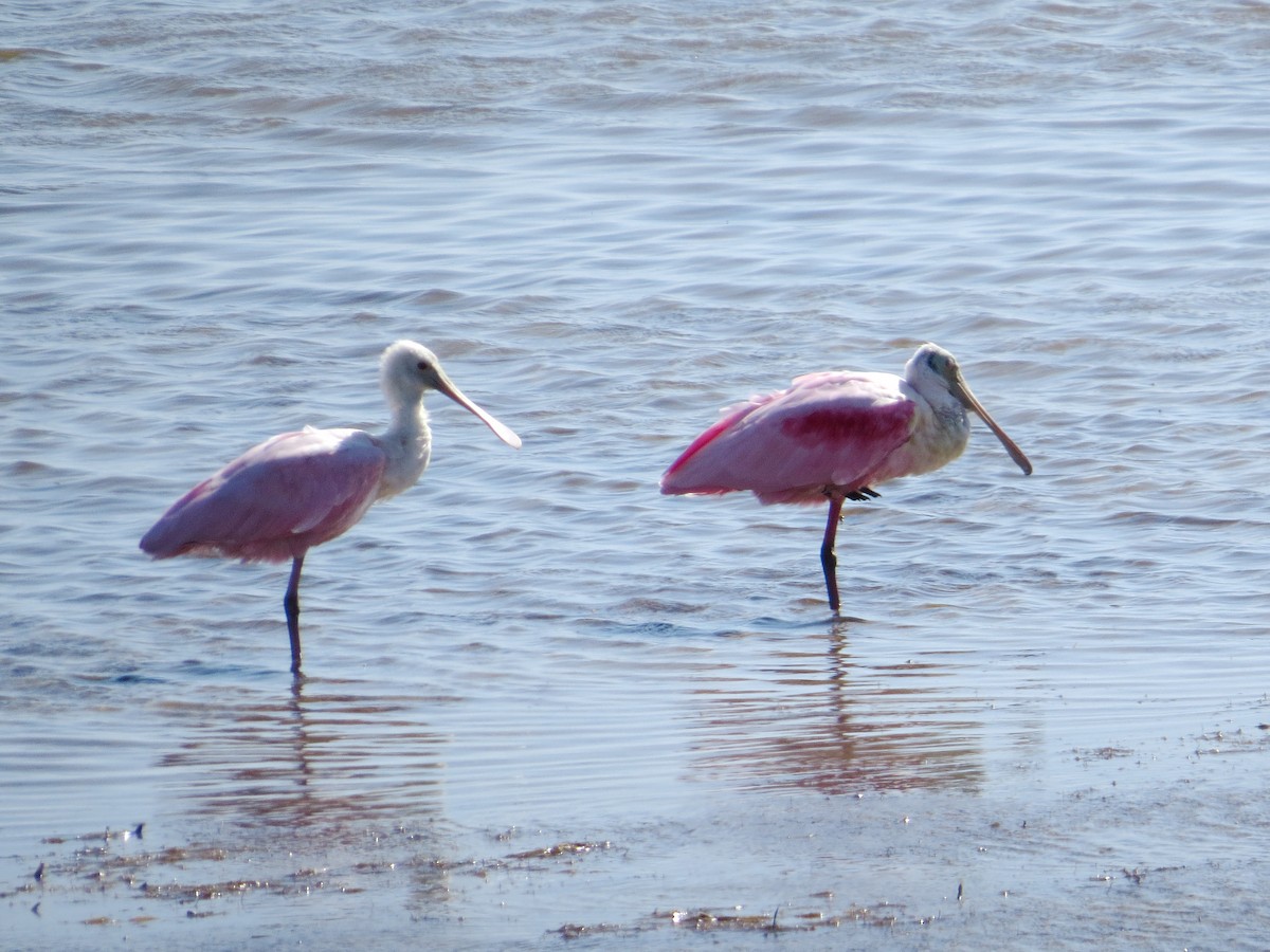 Roseate Spoonbill - ML622419117