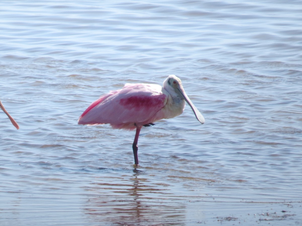 Roseate Spoonbill - ML622419121