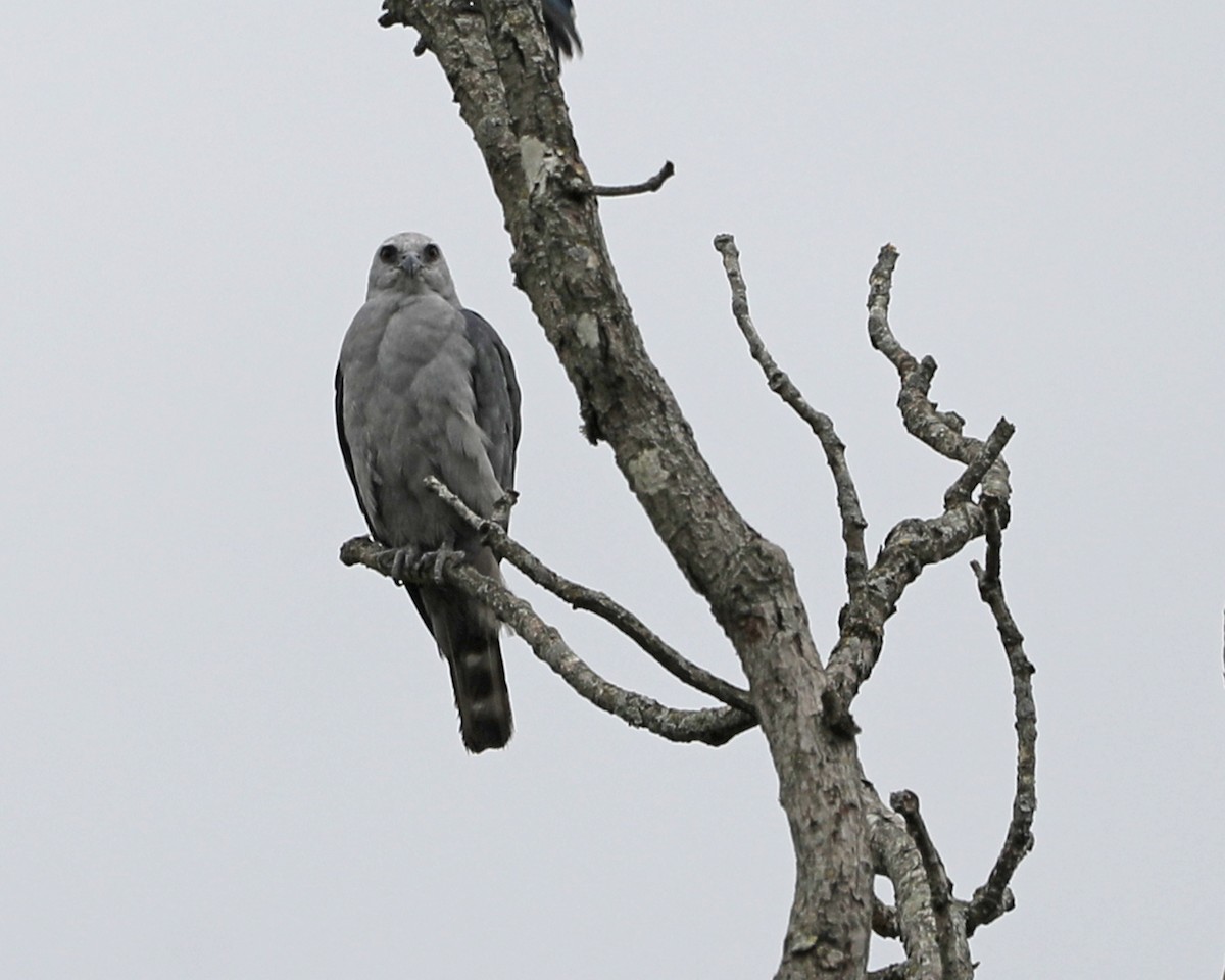 Mississippi Kite - ML622419134