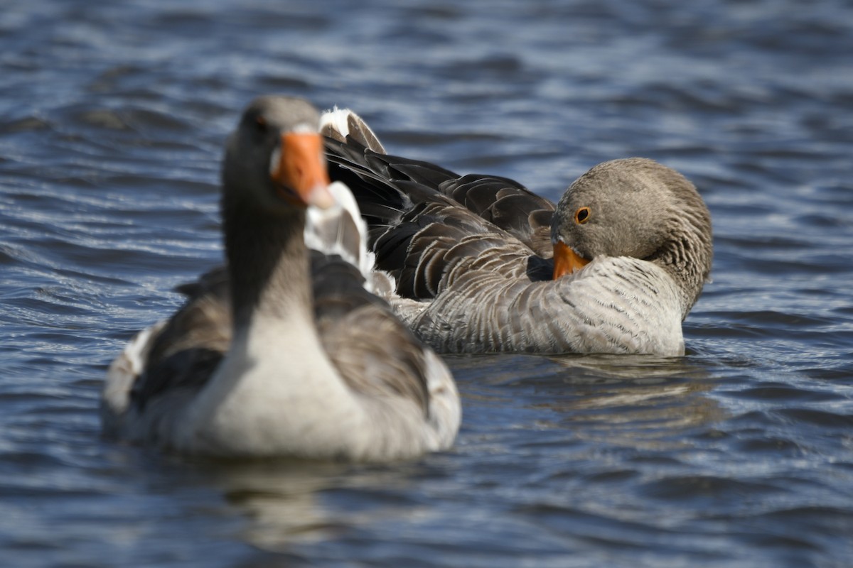 Graylag Goose - Florence Blais