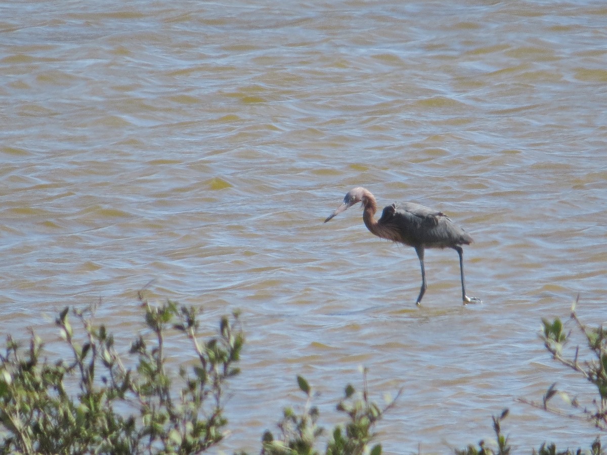 Reddish Egret - ML622419184