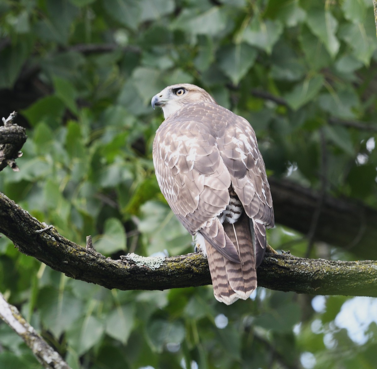 Red-tailed Hawk - David Gillen