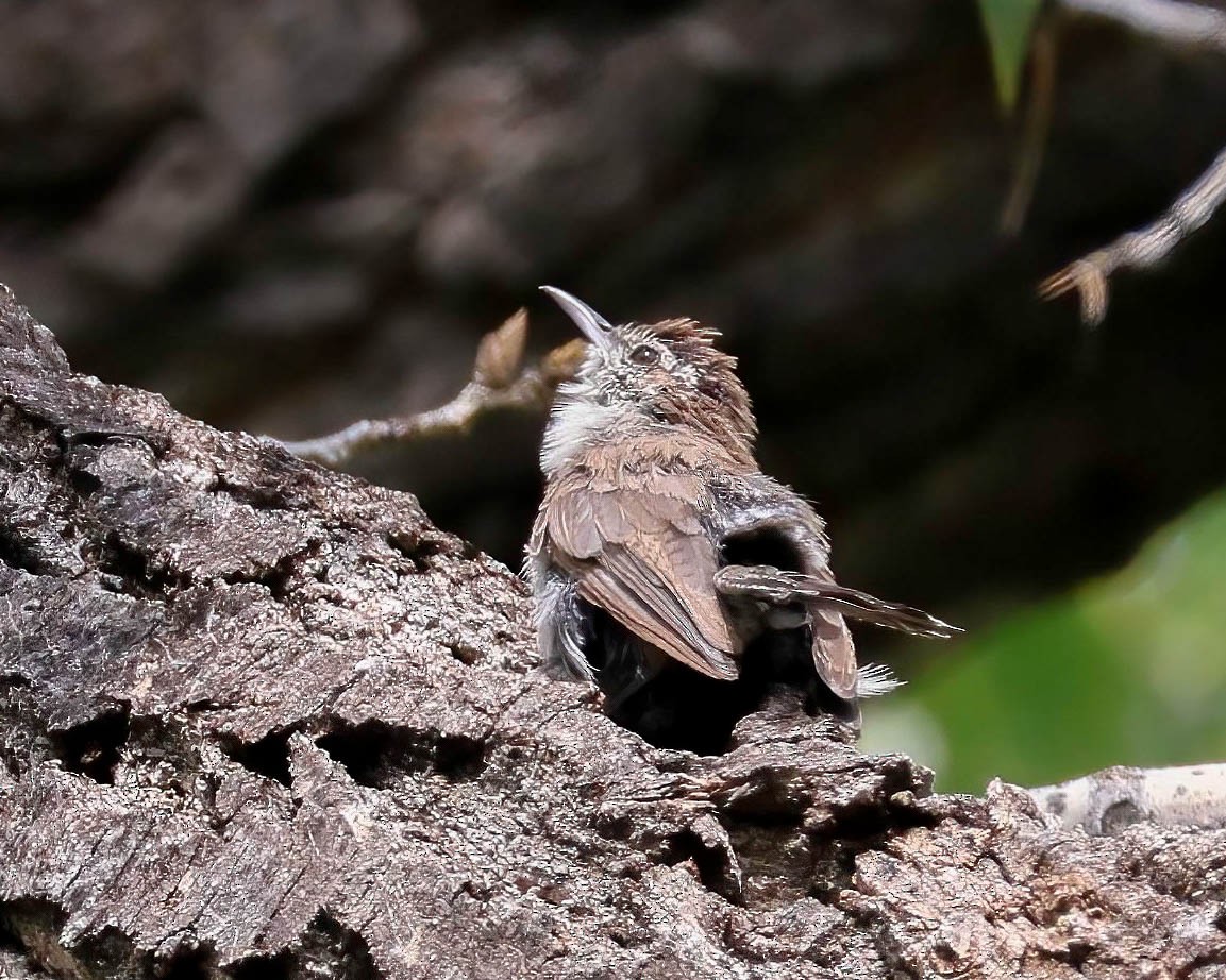 Bewick's Wren - ML622419211