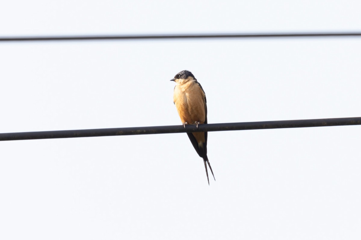 Rufous-chested Swallow - ML622419225