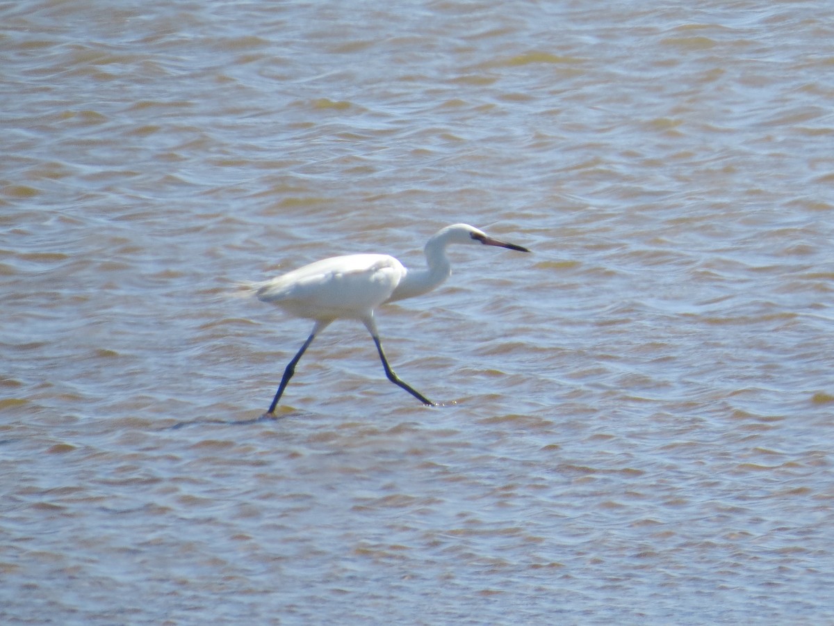 Reddish Egret - ML622419261