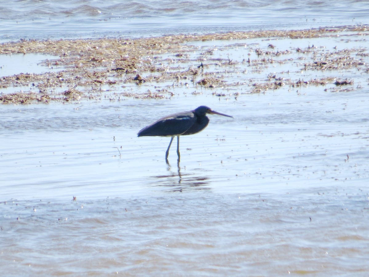 Tricolored Heron - ML622419300