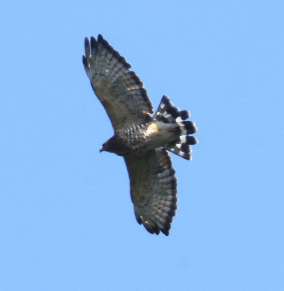 Broad-winged Hawk - ML622419304