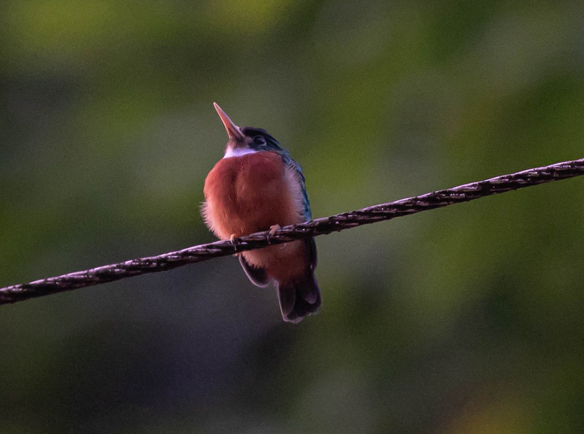 Yellow-billed Jacamar - ML622419379