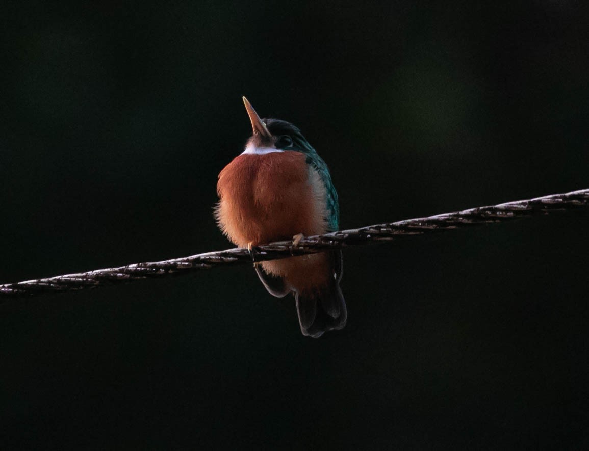 Yellow-billed Jacamar - ML622419380