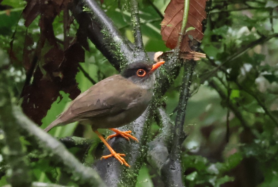 Black-headed Nightingale-Thrush - ML622419510