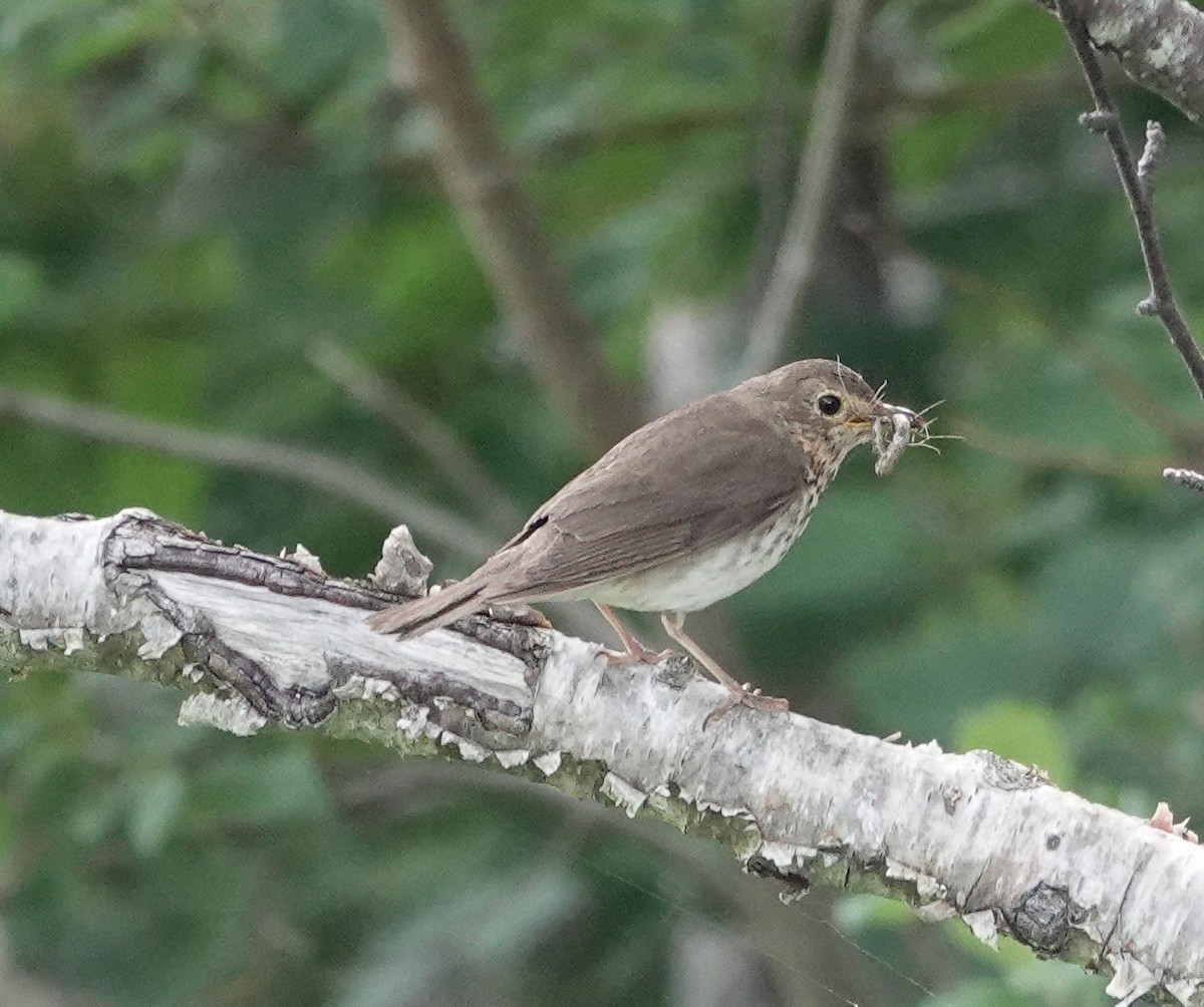 Zorzalito de Swainson - ML622419549