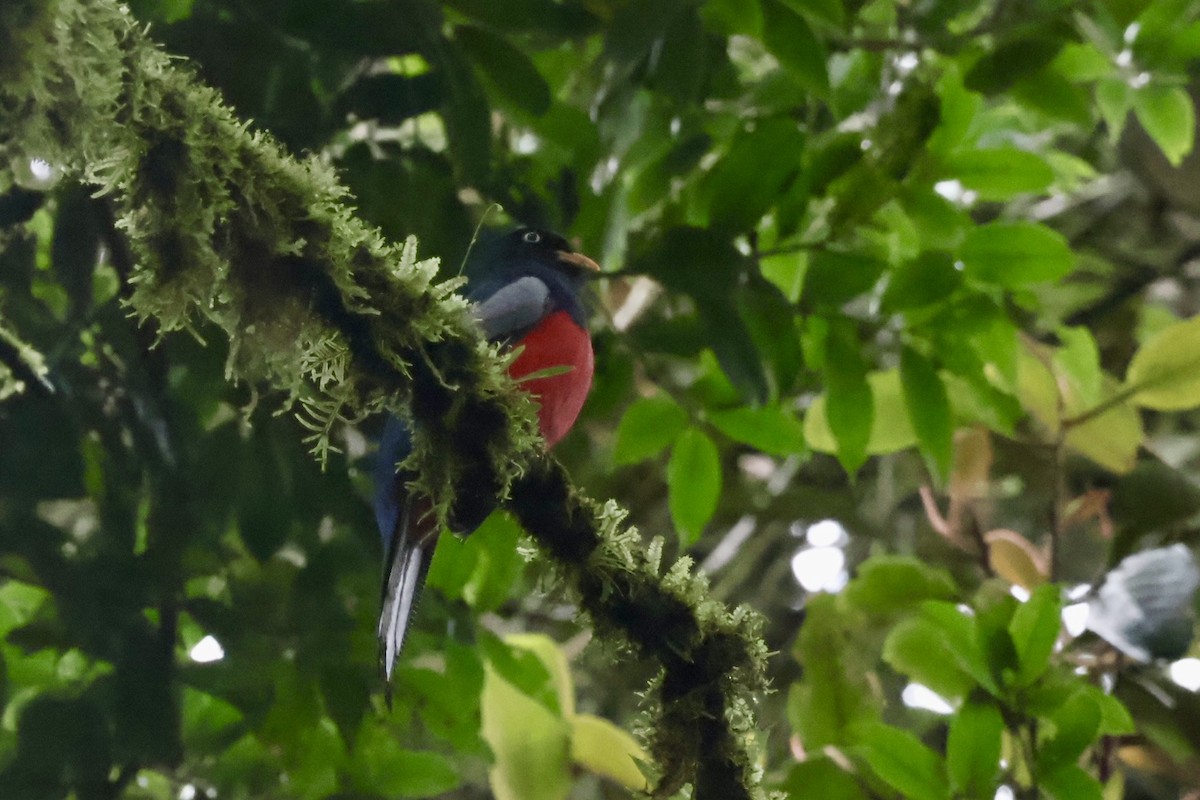 Lattice-tailed Trogon - ML622419652