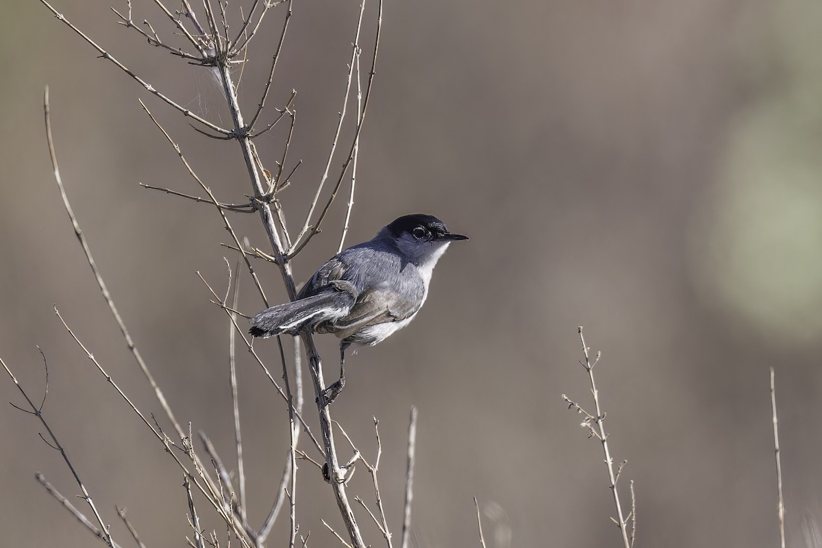 Black-tailed Gnatcatcher - Asta Tobiassen