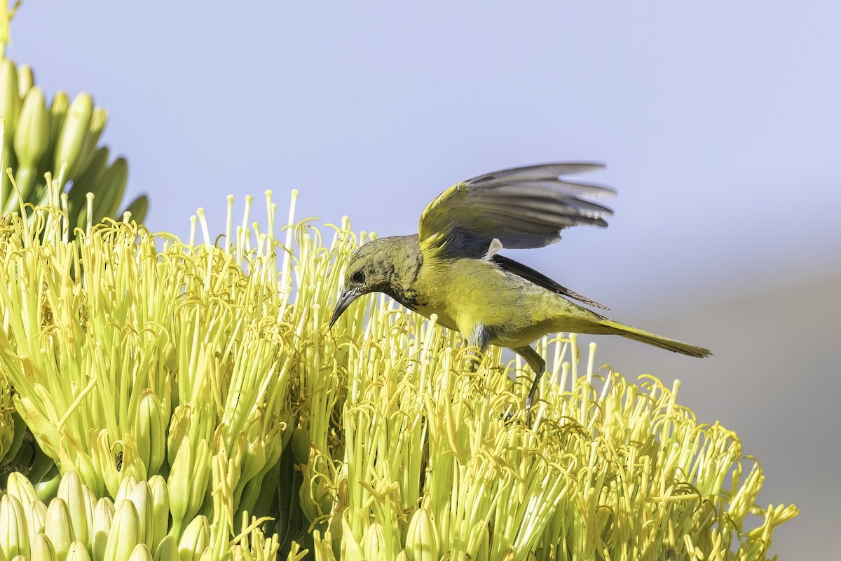 Oriole jaune-verdâtre - ML622419683