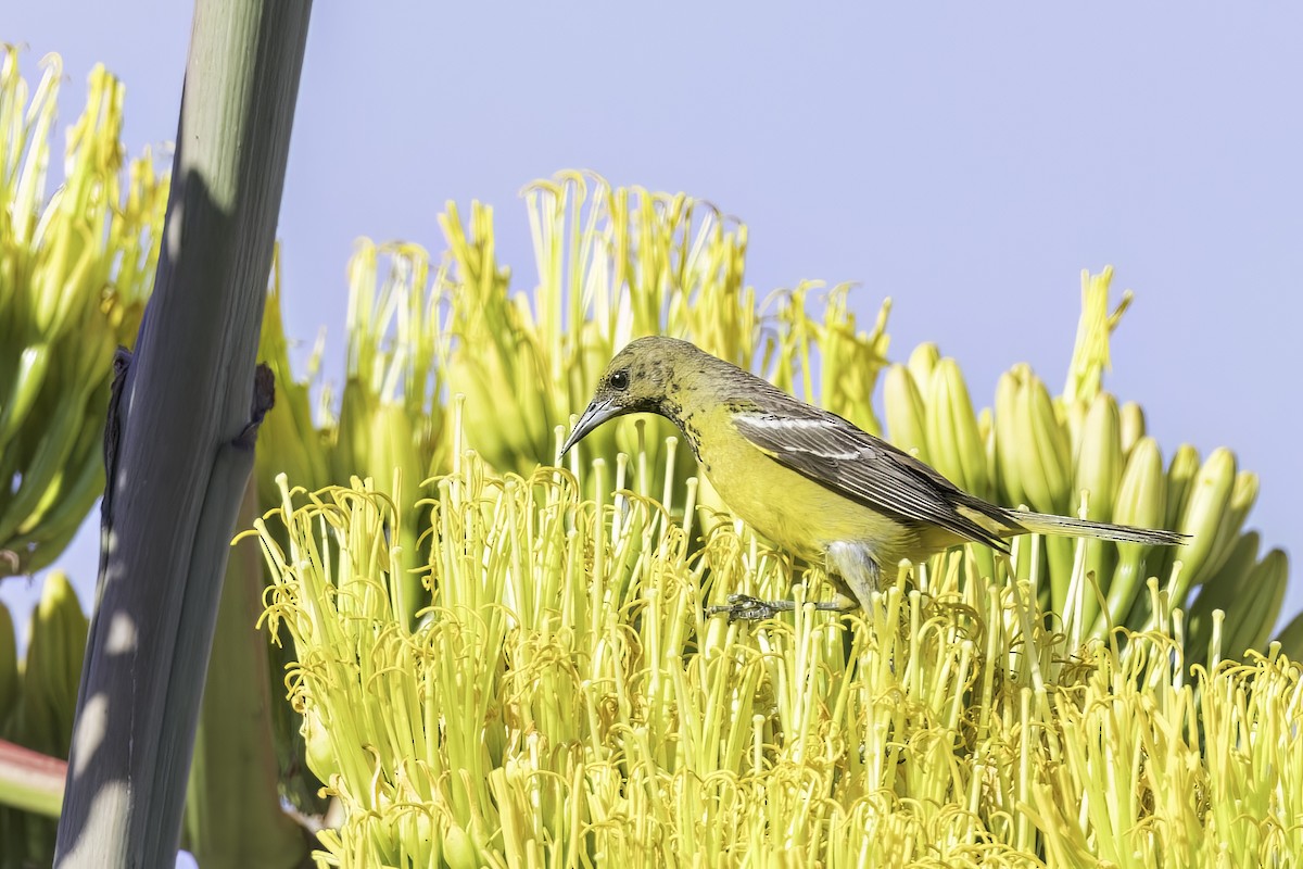 Oriole jaune-verdâtre - ML622419684