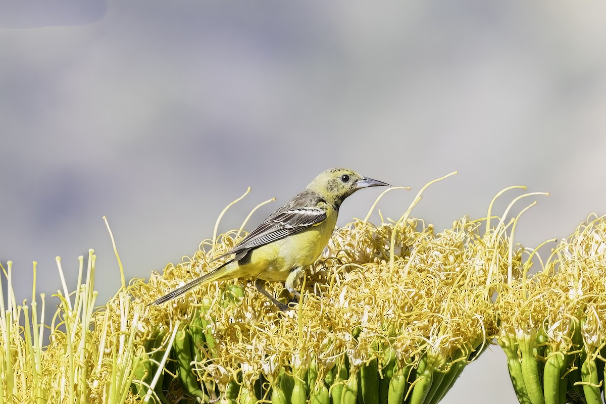 Oriole jaune-verdâtre - ML622419686