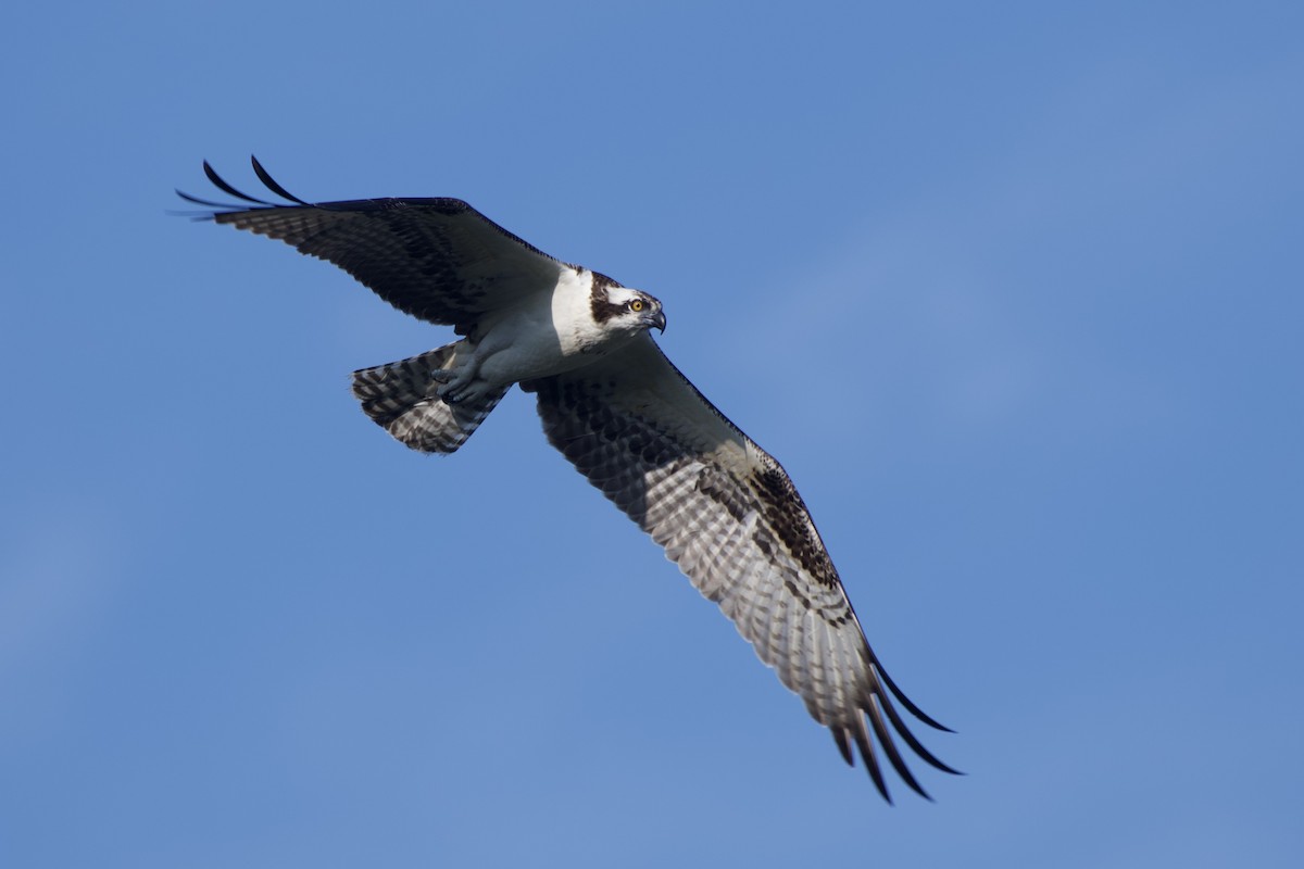 魚鷹(carolinensis) - ML622419733