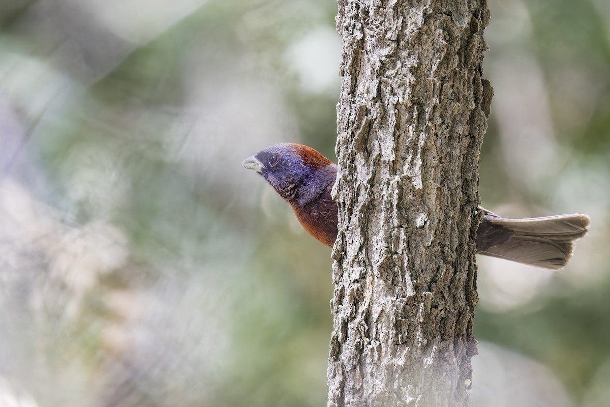 Varied Bunting - ML622419740