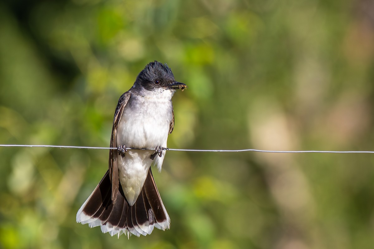 Eastern Kingbird - ML622419807