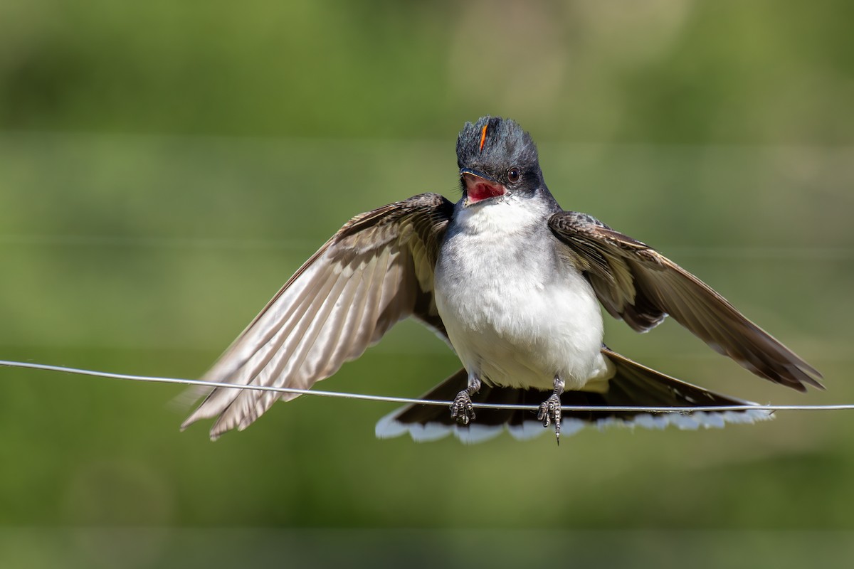 Eastern Kingbird - ML622419808