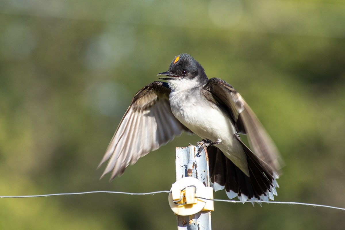 Eastern Kingbird - ML622419810