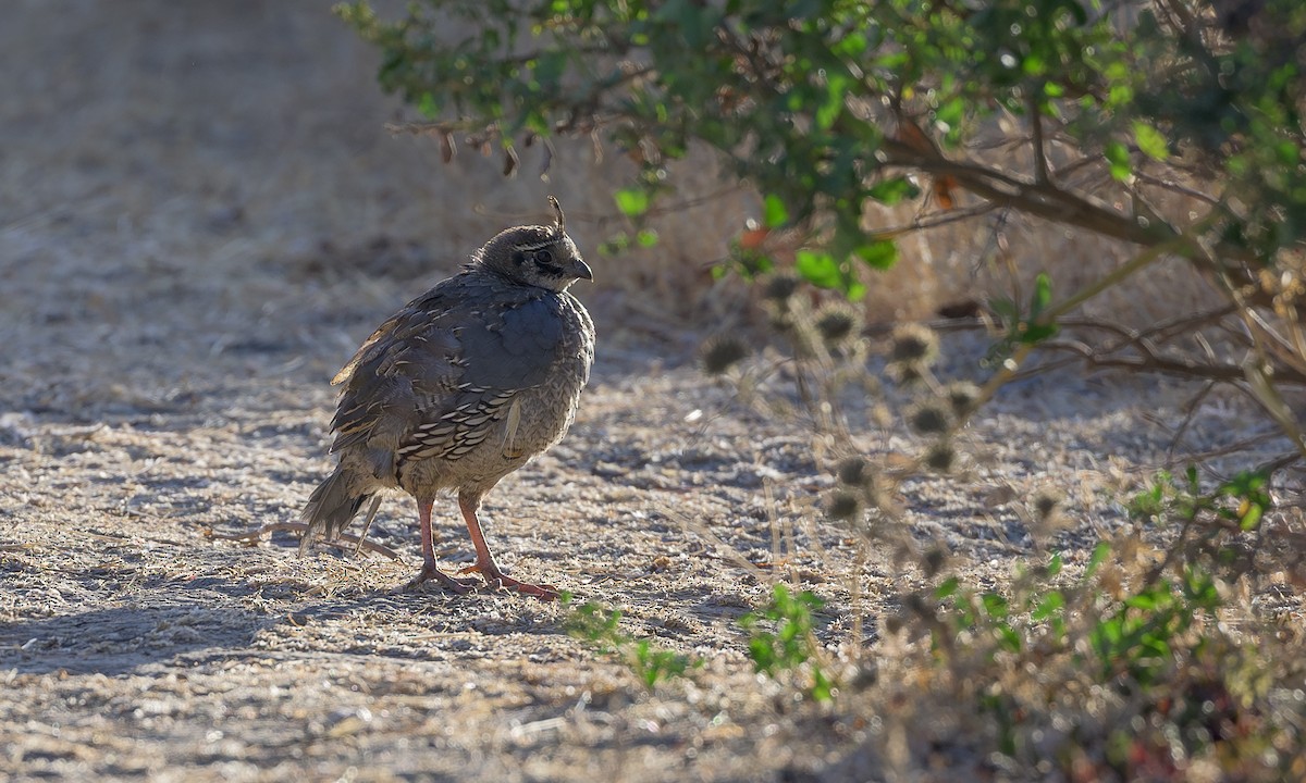 California Quail - ML622419842