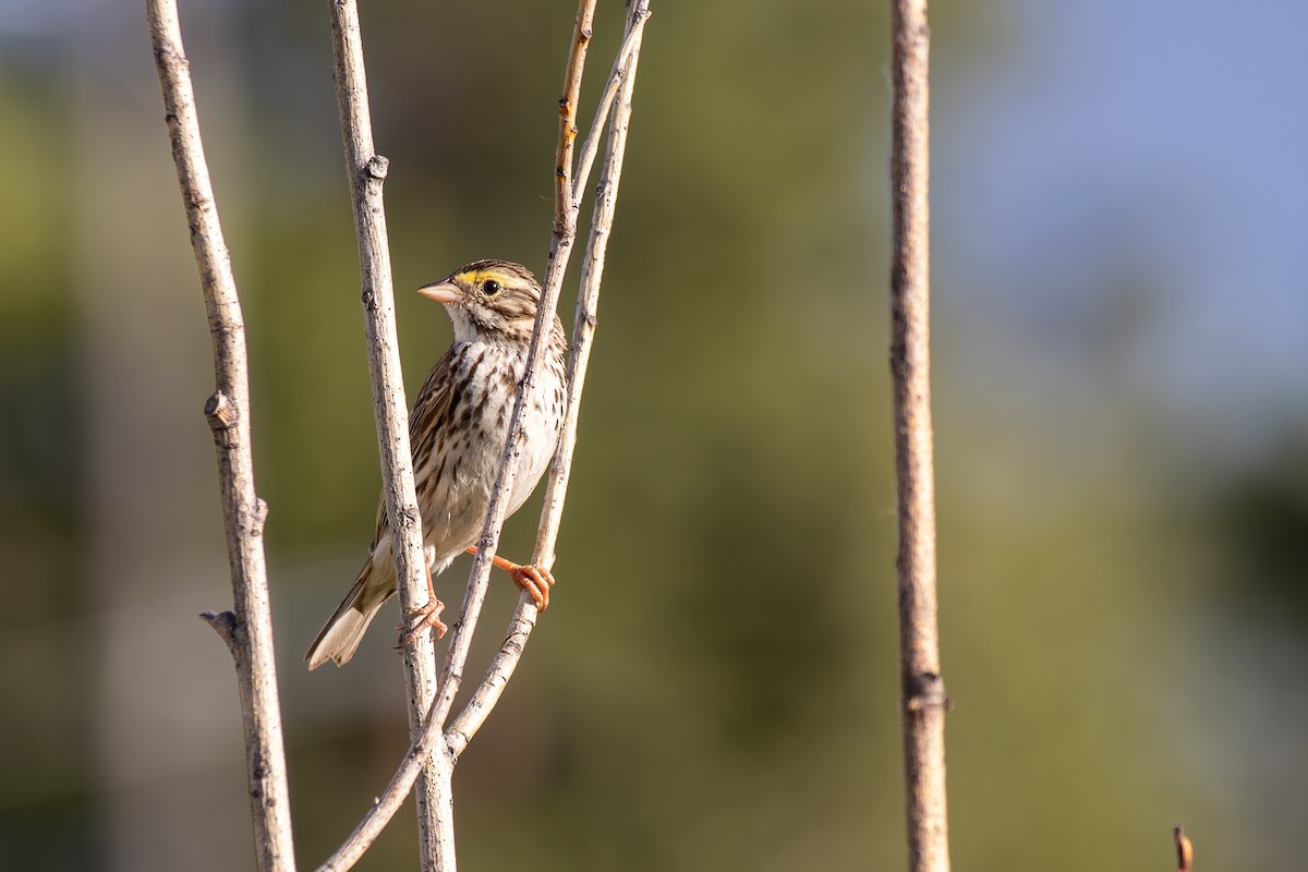 Savannah Sparrow - ML622419844